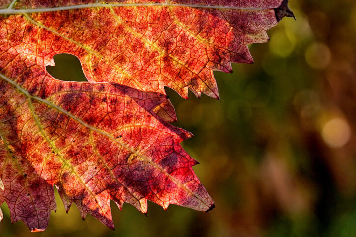 Roberto Batini – Nel cuore dell’autunno (2022) Roberto Batini - Nel cuore dell'autunno (2022)