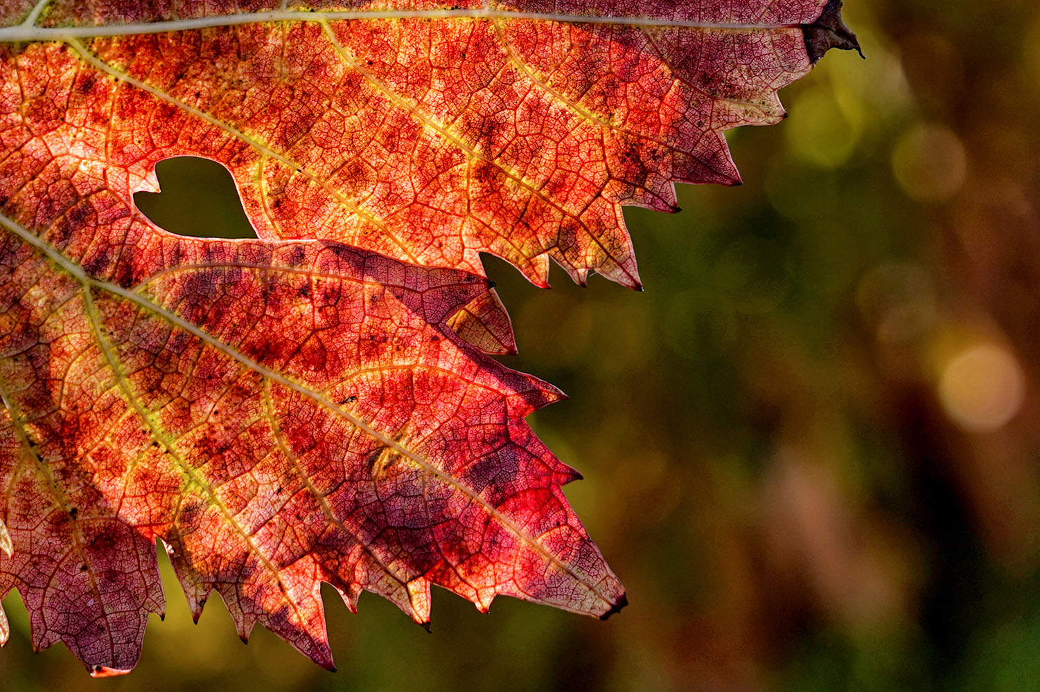 Roberto Batini – Nel cuore dell’autunno (2022) Roberto Batini - Nel cuore dell'autunno (2022)