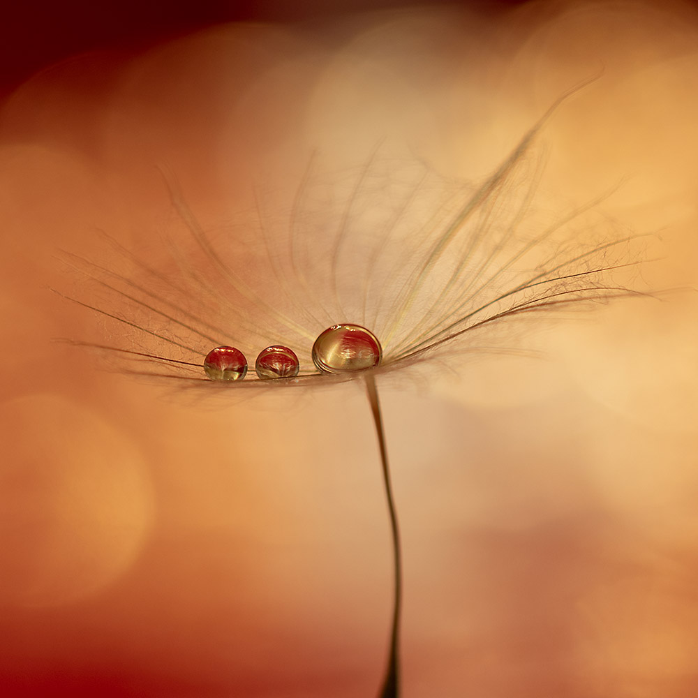 Silvestro Roberta – La cura Silvestro Roberta - La cura