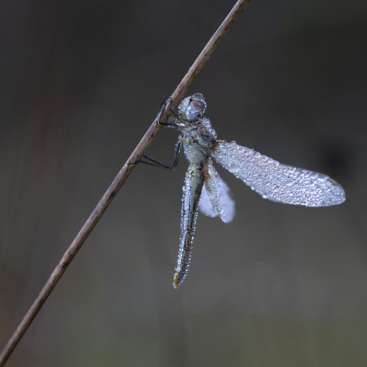 Silvestro Roberta – Solitario 1 Silvestro Roberta - Solitario 1