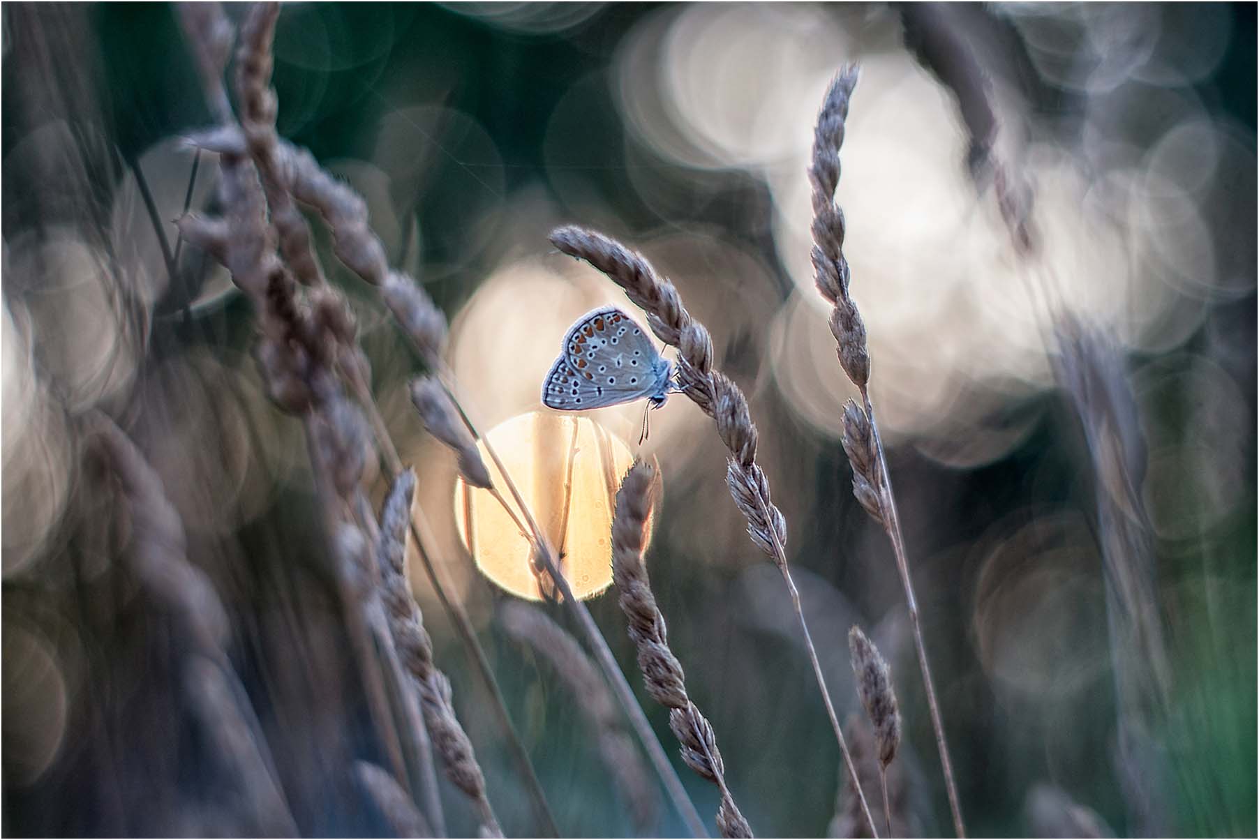 Silvestro Roberta "Sun Light 2"