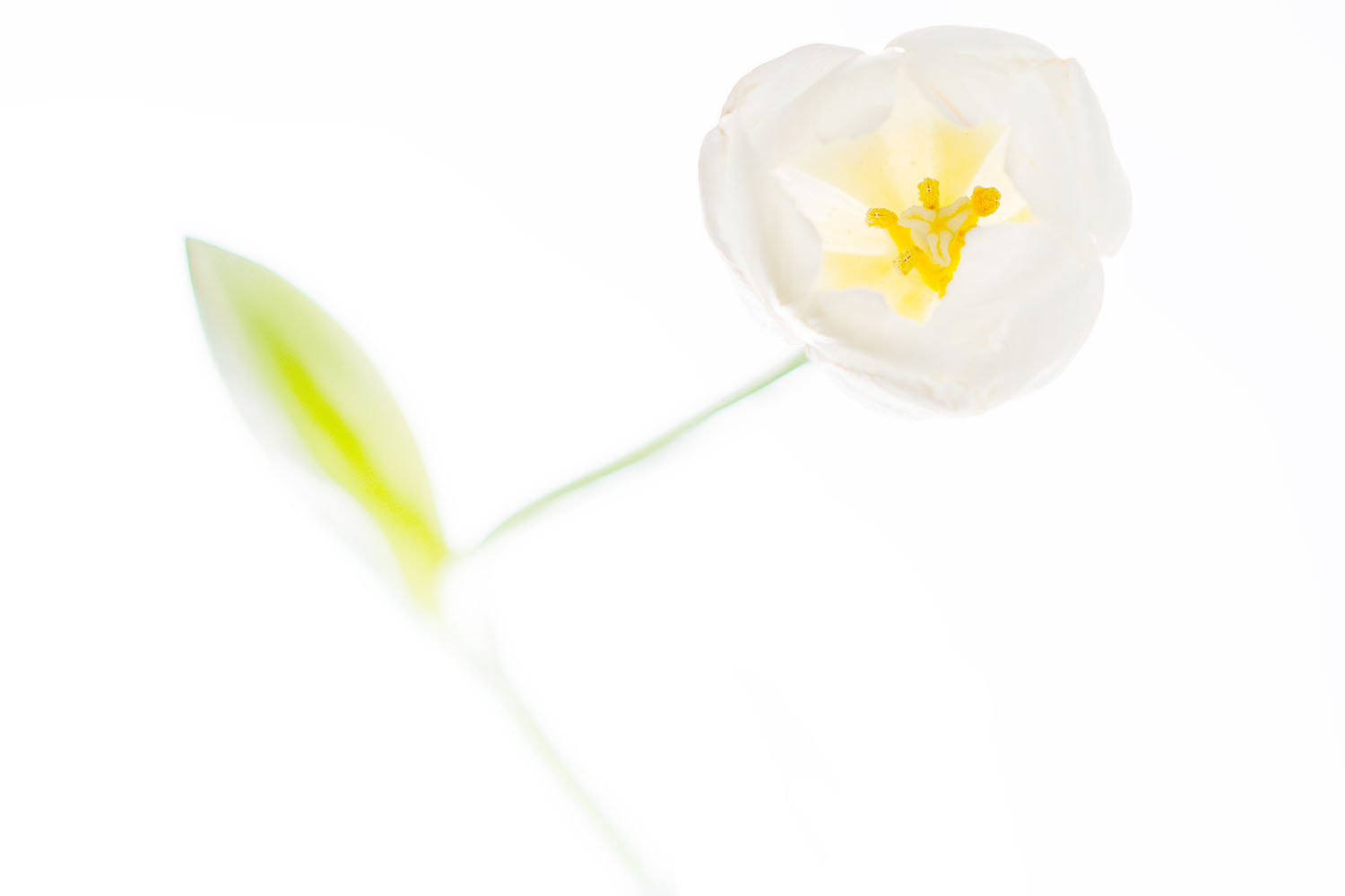 Sorace Oreste – Tulipano Sorace Oreste - Tulipano