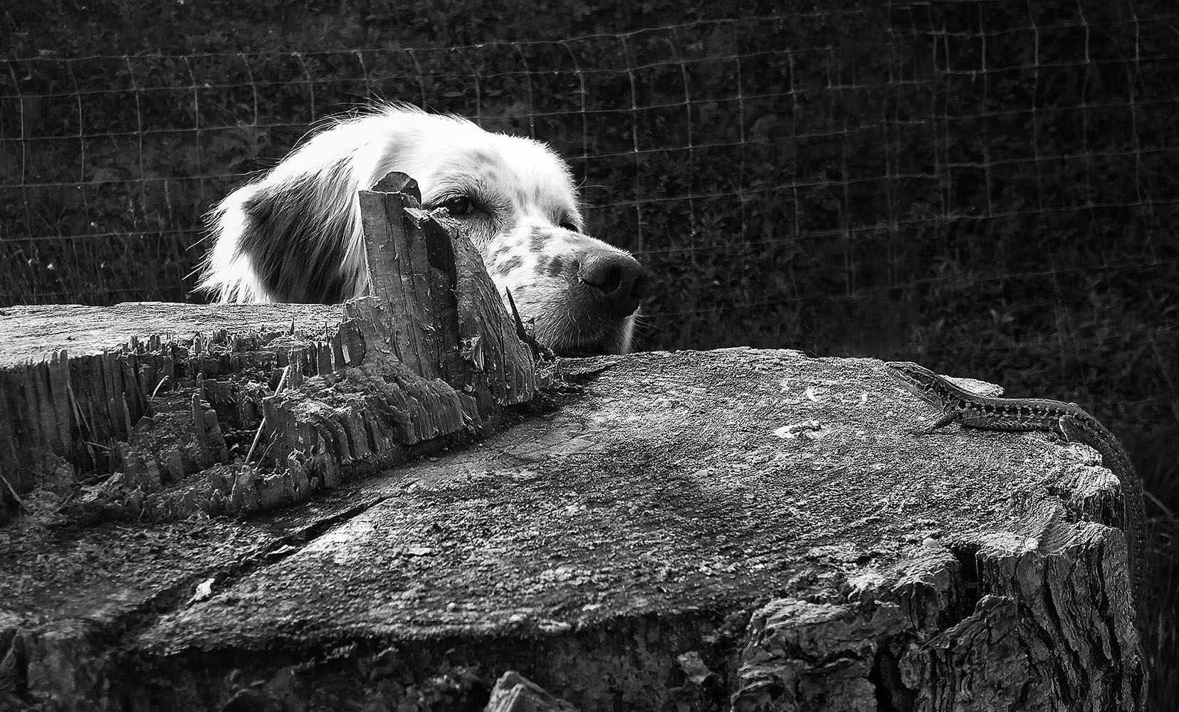 Susini Susi – Fulmine (2022) Susini Susi - Fulmine (2022)