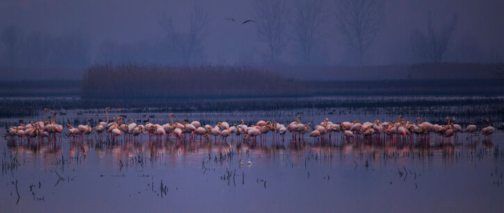 Ugolini Sandra -Roseo movimento Ugolini Sandra -Roseo movimento